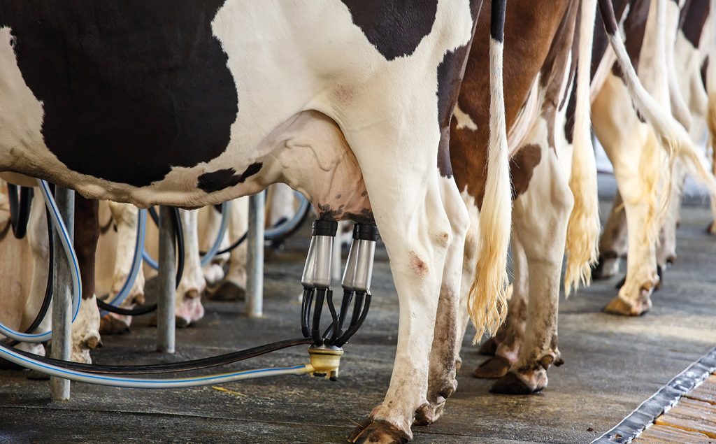 cows being milked