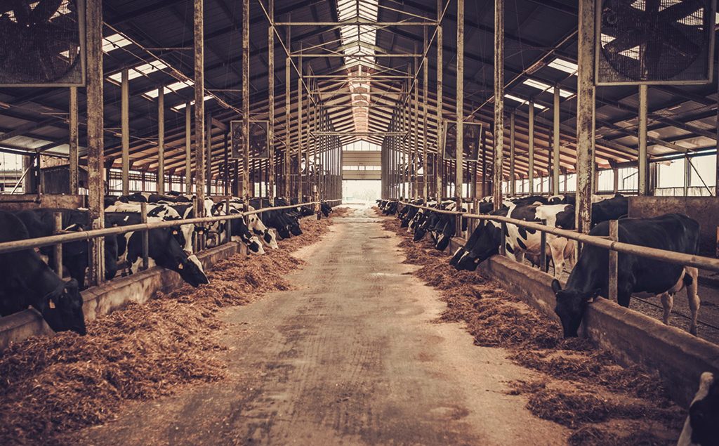 cows in shed