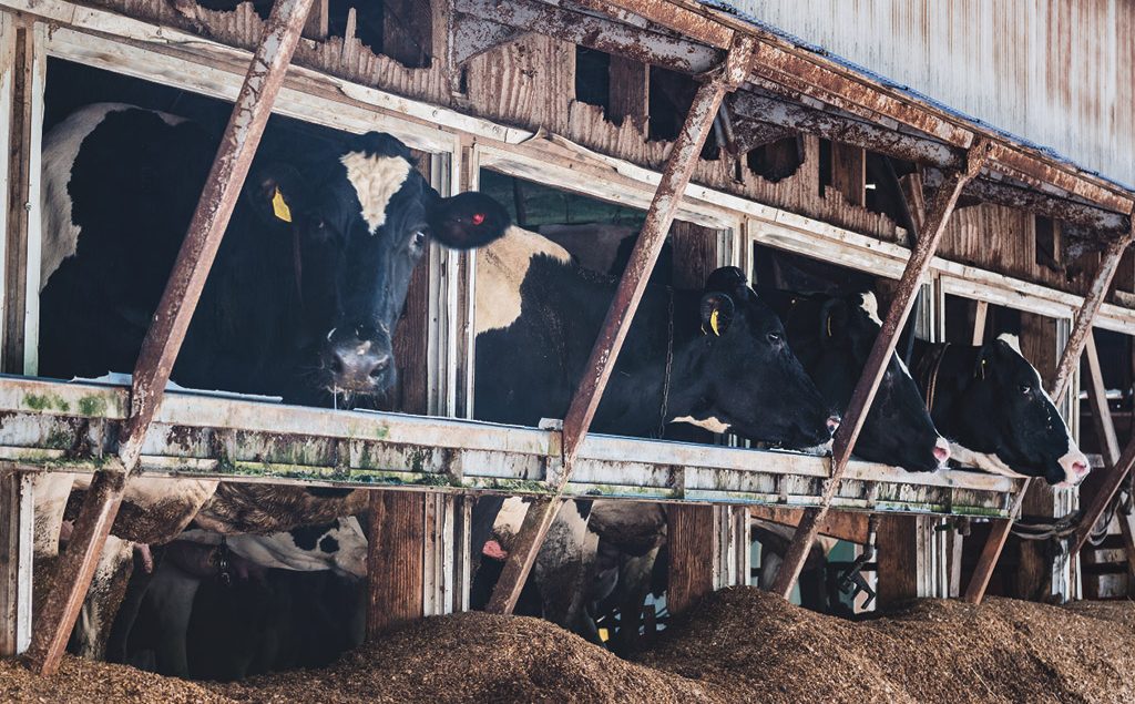 Cow in shed