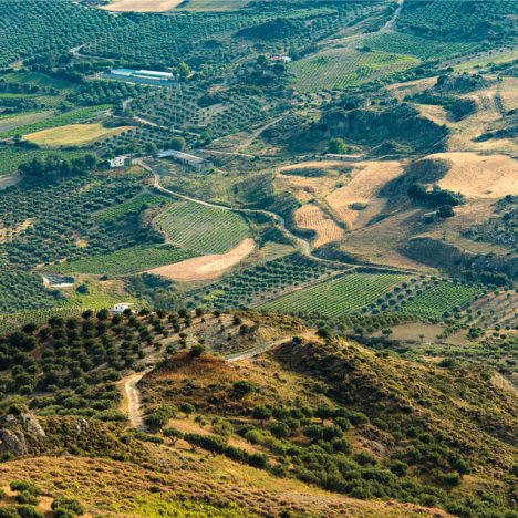 wine landscape