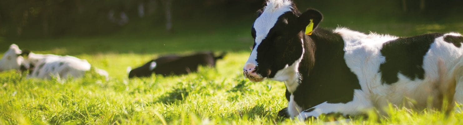 cows in field