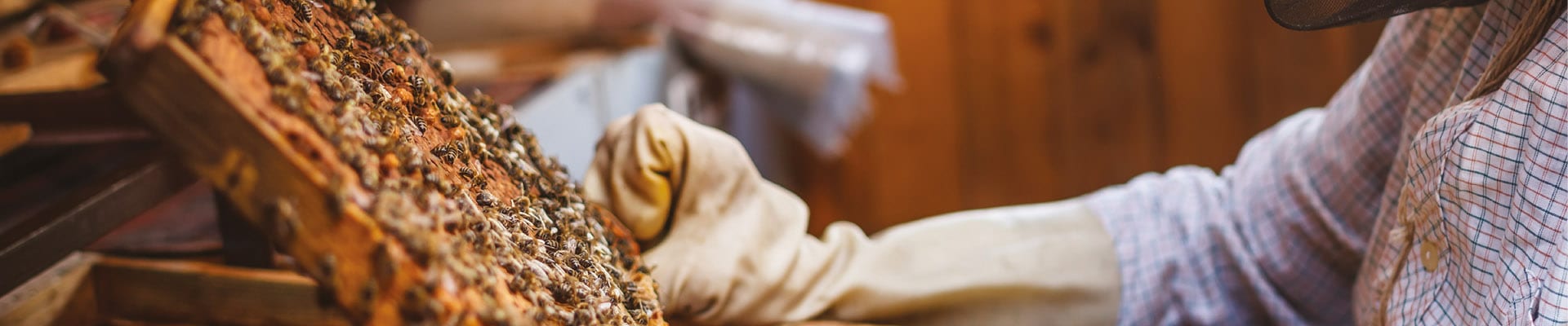 Web Image - 1920x40010 honeycomb