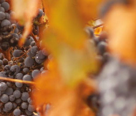 grapes
