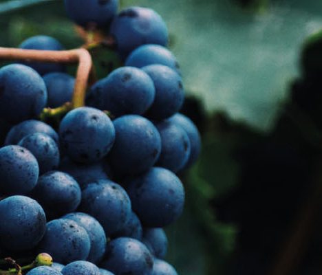 grapes