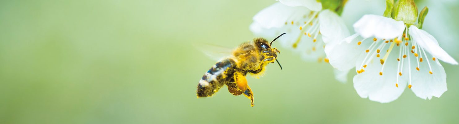 bee