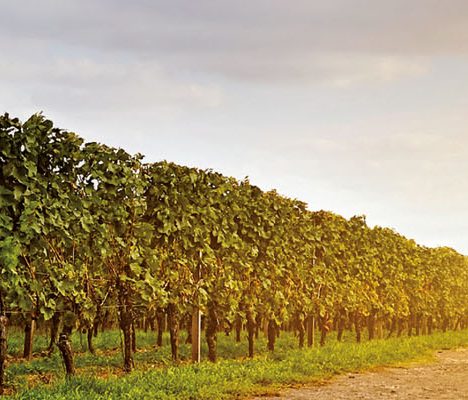 Vineyard