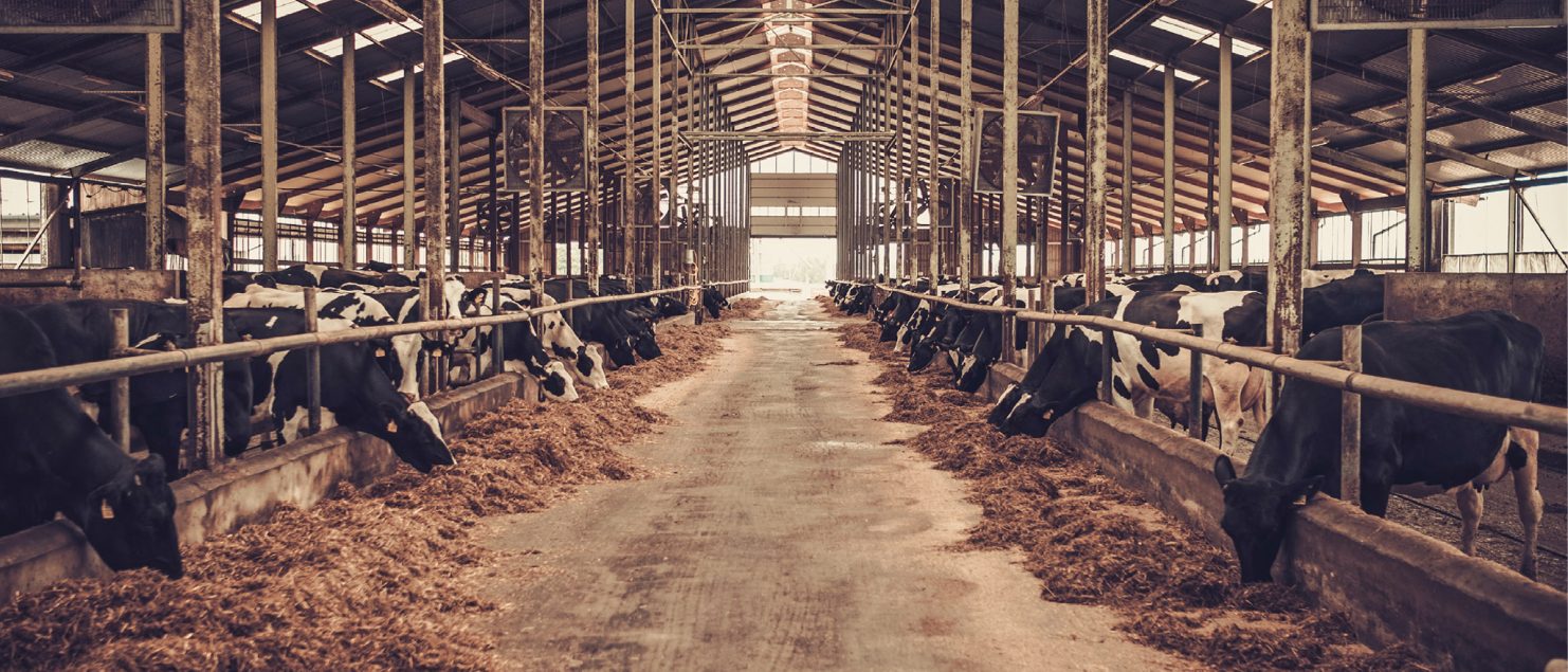 Cows in shed