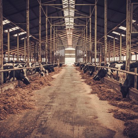 Cows in shed