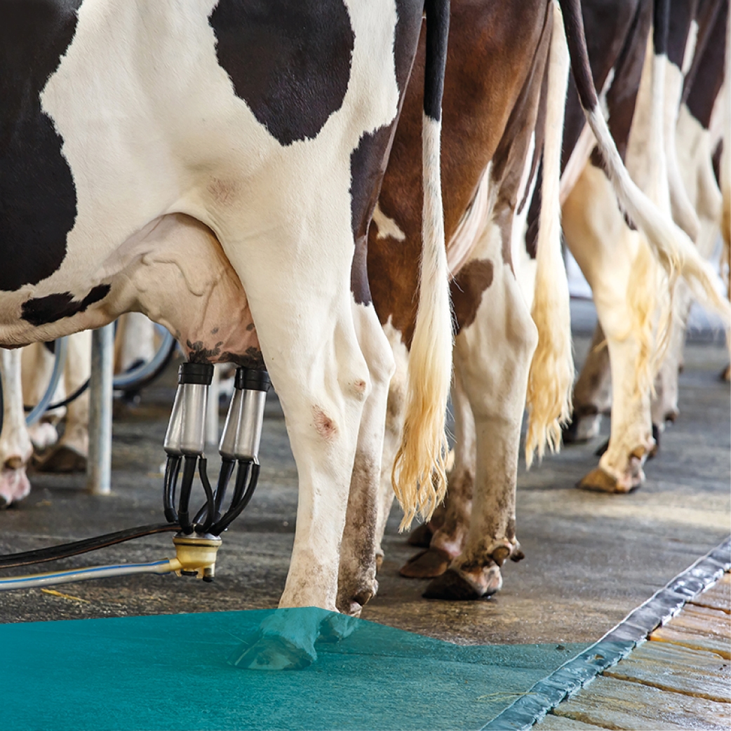 Cows being Milked