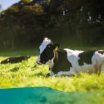 Cow in Field