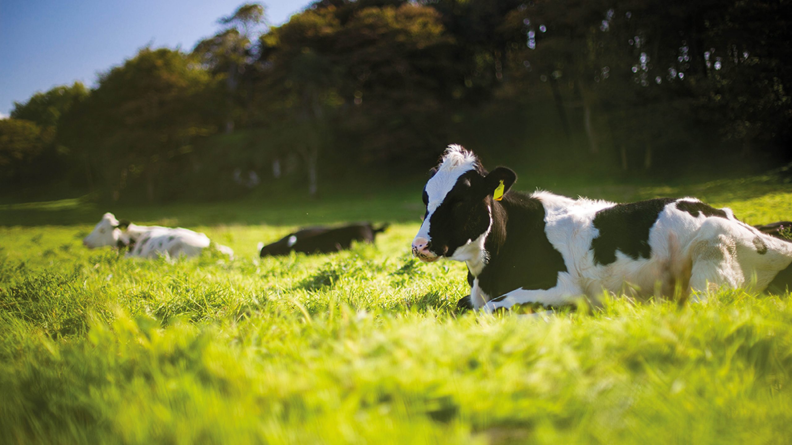 Cow in Field