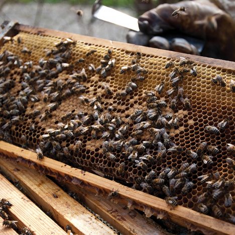 Bee Hive