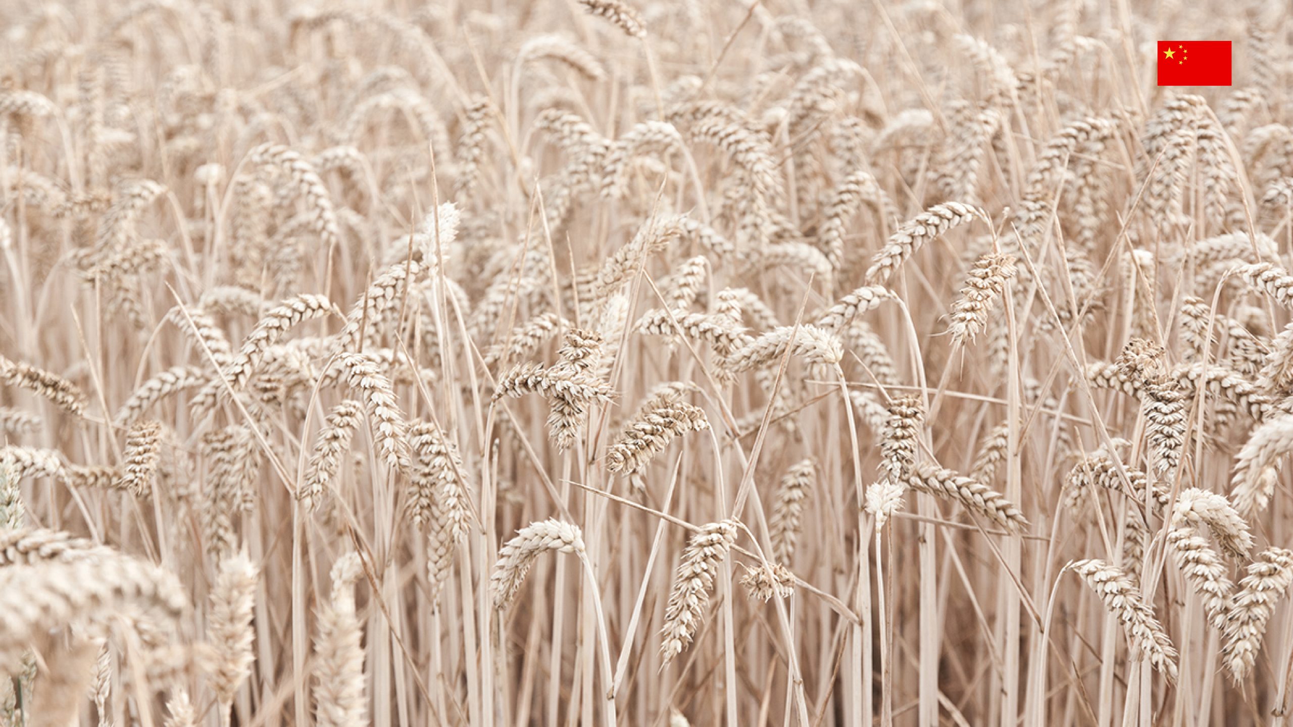 Wheat Field