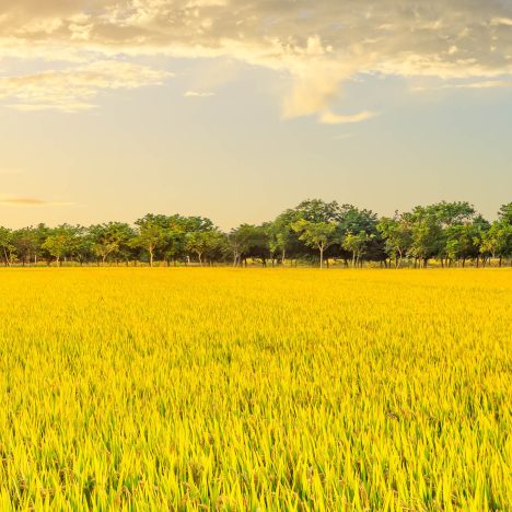 Rice field